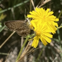 Neolucia agricola at Cotter River, ACT - 19 Feb 2023 12:16 PM