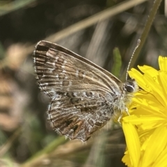 Neolucia agricola at Cotter River, ACT - 19 Feb 2023 12:16 PM