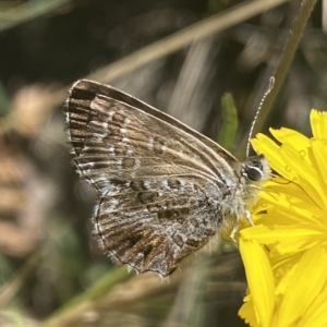 Neolucia agricola at Cotter River, ACT - 19 Feb 2023 12:16 PM