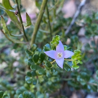 Boronia algida (Alpine Boronia) at Cotter River, ACT - 19 Feb 2023 by NedJohnston