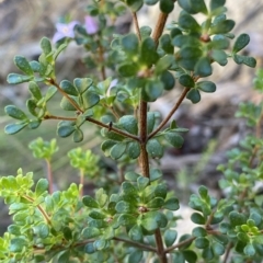 Boronia algida at Cotter River, ACT - suppressed