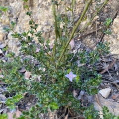 Boronia algida at Cotter River, ACT - suppressed