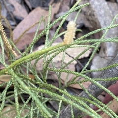 Lycopodium deuterodensum (Bushy Club Moss) at Namadgi National Park - 18 Feb 2023 by Ned_Johnston