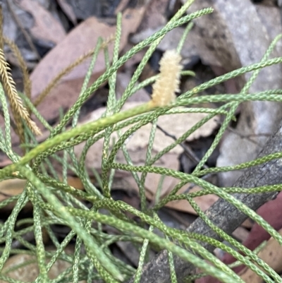 Pseudolycopodium densum (Bushy Club Moss) at Cotter River, ACT - 19 Feb 2023 by NedJohnston