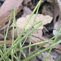 Pseudolycopodium densum at Cotter River, ACT - suppressed