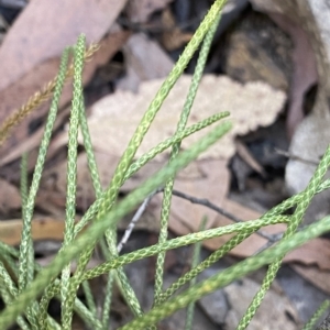 Pseudolycopodium densum at Cotter River, ACT - suppressed