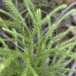 Pseudolycopodium densum at Cotter River, ACT - suppressed