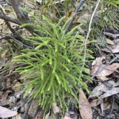 Pseudolycopodium densum at Cotter River, ACT - suppressed