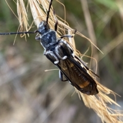 Hesthesis cingulatus at Cotter River, ACT - 19 Feb 2023