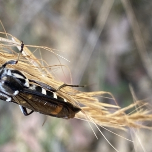 Hesthesis cingulatus at Cotter River, ACT - 19 Feb 2023