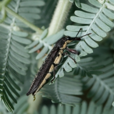 Rhinotia sparsa (A belid weevil) at Downer, ACT - 10 Mar 2023 by RobertD