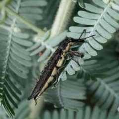 Rhinotia sparsa (A belid weevil) at Downer, ACT - 10 Mar 2023 by RobertD