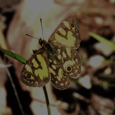 Oreixenica lathoniella (Silver Xenica) at Tidbinbilla Nature Reserve - 9 Mar 2023 by JohnBundock