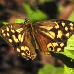 Heteronympha paradelpha (Spotted Brown) at Tidbinbilla Nature Reserve - 9 Mar 2023 by JohnBundock