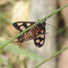 Amata (genus) (Handmaiden Moth) at Nattai National Park - 28 Feb 2023 by GlossyGal