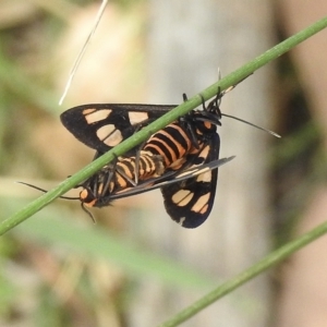 Amata (genus) at Thirlmere, NSW - 1 Mar 2023