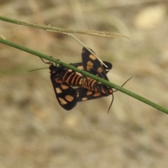 Amata (genus) at Thirlmere, NSW - 1 Mar 2023