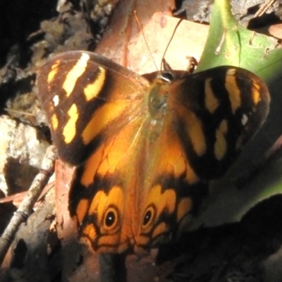 Heteronympha banksii (Banks' Brown) at Tidbinbilla Nature Reserve - 9 Mar 2023 by JohnBundock