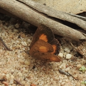 Paralucia aurifera at Lakesland, NSW - 1 Mar 2023