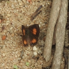 Paralucia aurifera at Lakesland, NSW - 1 Mar 2023