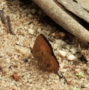 Paralucia aurifera at Lakesland, NSW - 1 Mar 2023