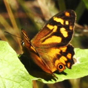 Heteronympha banksii at Paddys River, ACT - 9 Mar 2023