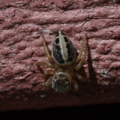 Unidentified Jumping or peacock spider (Salticidae) at Kambah, ACT - 10 Mar 2023 by CanberraDSN