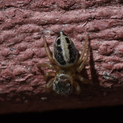 Unidentified Jumping or peacock spider (Salticidae) at Kambah, ACT - 10 Mar 2023 by CanberraDSN