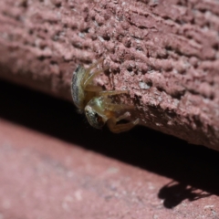 Maratus scutulatus at Kambah, ACT - 10 Mar 2023 11:55 AM