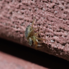 Maratus scutulatus at Kambah, ACT - 10 Mar 2023 11:55 AM