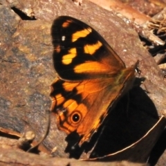 Heteronympha banksii (Banks' Brown) at Paddys River, ACT - 9 Mar 2023 by JohnBundock