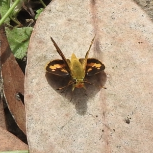Ocybadistes walkeri at Lakesland, NSW - 1 Mar 2023 12:03 PM