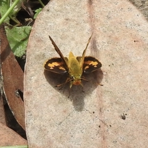 Ocybadistes walkeri at Lakesland, NSW - 1 Mar 2023