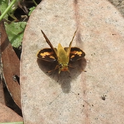 Ocybadistes walkeri (Green Grass-dart) at Nattai National Park - 1 Mar 2023 by GlossyGal