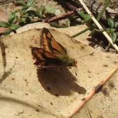 Ocybadistes walkeri at Lakesland, NSW - 1 Mar 2023