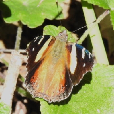 Vanessa itea (Yellow Admiral) at Tidbinbilla Nature Reserve - 9 Mar 2023 by JohnBundock