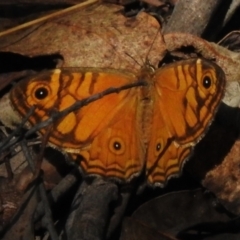 Geitoneura acantha (Ringed Xenica) at Tidbinbilla Nature Reserve - 9 Mar 2023 by JohnBundock