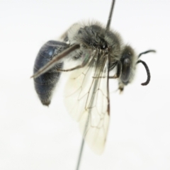 Leioproctus (Leioproctus) plumosus at Broulee, NSW - suppressed