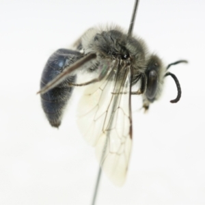 Leioproctus (Leioproctus) plumosus at Broulee, NSW - 5 Mar 2023