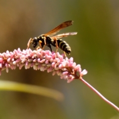 Polistes (Polistes) chinensis (Asian paper wasp) at Ngunnawal, ACT - 10 Mar 2023 by Thurstan