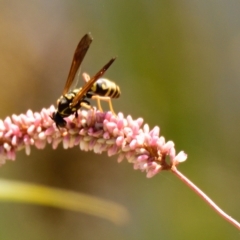 Polistes (Polistes) chinensis at Ngunnawal, ACT - 10 Mar 2023 02:07 PM