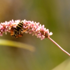 Polistes (Polistes) chinensis at Ngunnawal, ACT - 10 Mar 2023 02:07 PM