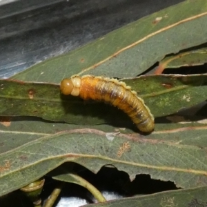 Lepidoptera unclassified IMMATURE at Kaleen, ACT - 10 Mar 2023 03:51 PM