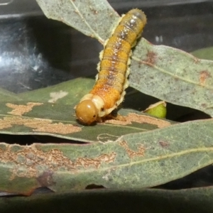 Lepidoptera unclassified IMMATURE at Kaleen, ACT - 10 Mar 2023 03:51 PM