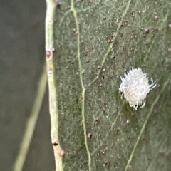 Glycaspis sp. (genus) (Unidentified sugary lerp) at Mount Ainslie to Black Mountain - 10 Mar 2023 by Hejor1