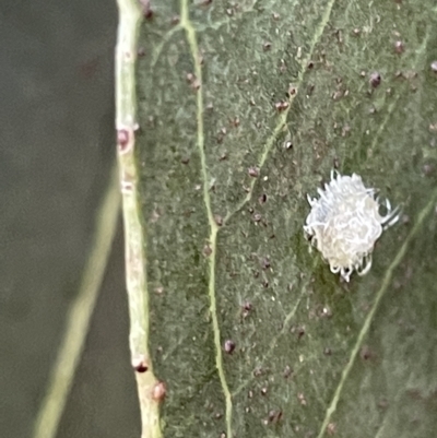Glycaspis sp. (genus) (Unidentified sugary lerp) at Commonwealth & Kings Parks - 10 Mar 2023 by Hejor1