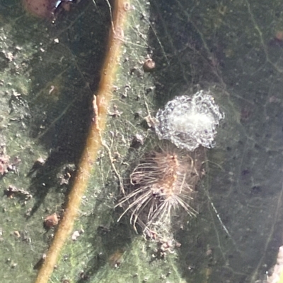 Nolinae immature moth (A Hatted moth) at Mount Ainslie to Black Mountain - 10 Mar 2023 by Hejor1