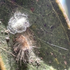 Nolinae immature moth at Parkes, ACT - 10 Mar 2023