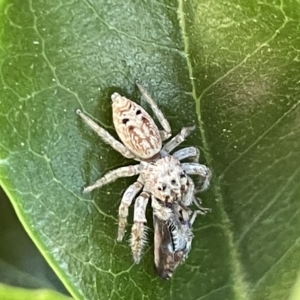 Opisthoncus grassator at Parkes, ACT - 10 Mar 2023 12:14 PM