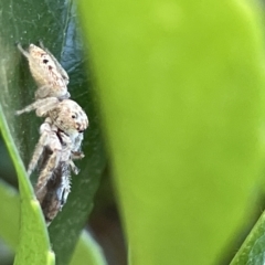 Opisthoncus grassator at Parkes, ACT - 10 Mar 2023